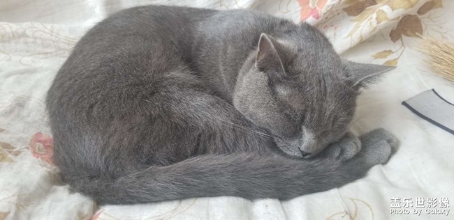 犀利眼神的小貓咪