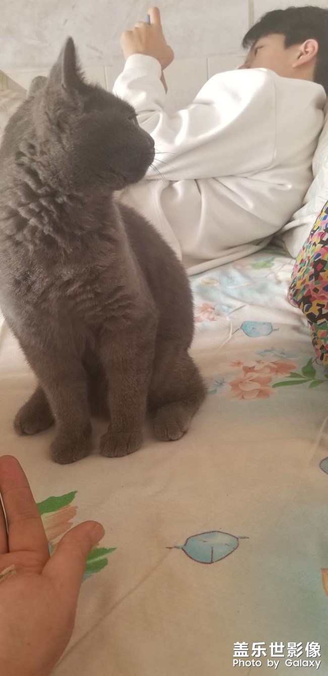 犀利眼神的小貓咪