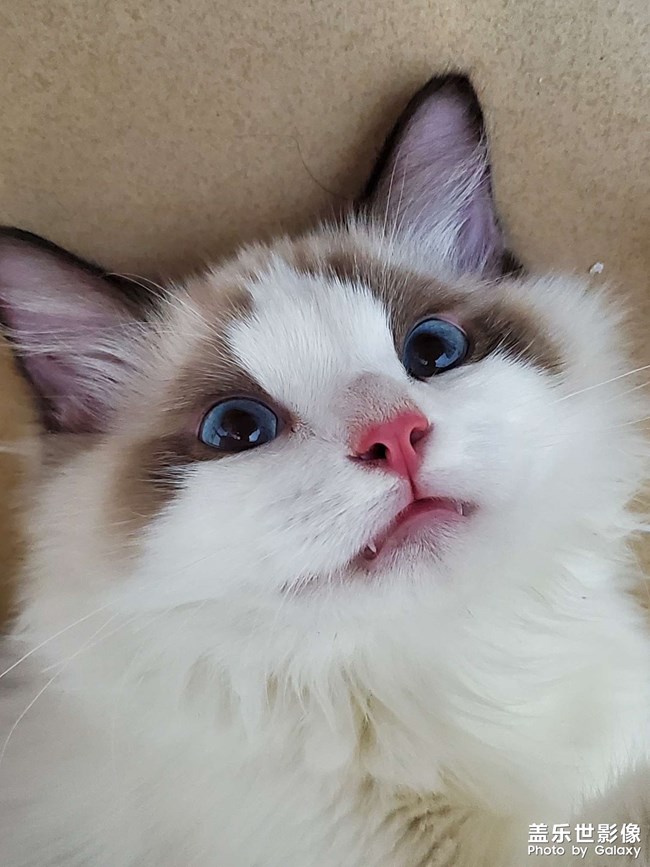 誰家沒個小可愛