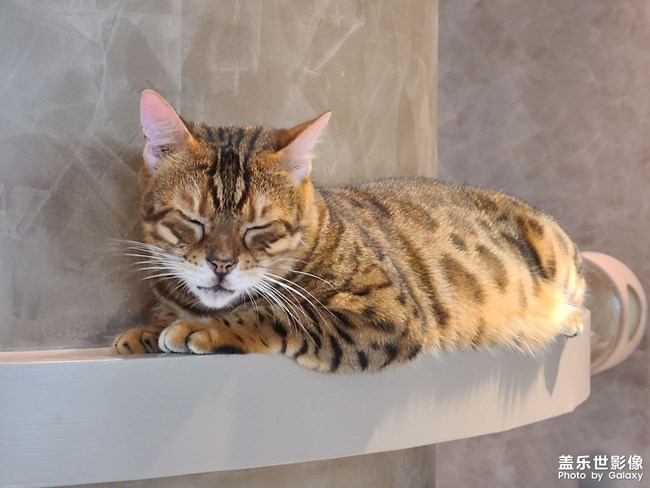 大型擼貓現(xiàn)場