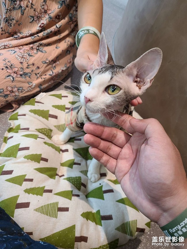 大型擼貓現(xiàn)場