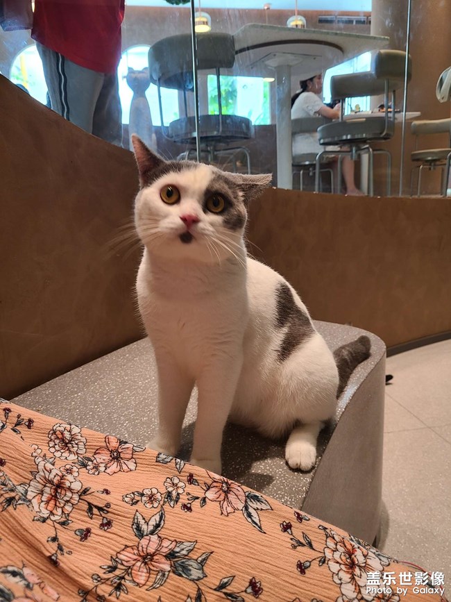 大型擼貓現(xiàn)場