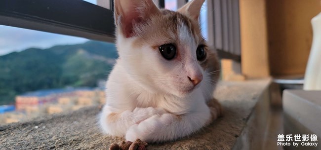 大橘和阿黃