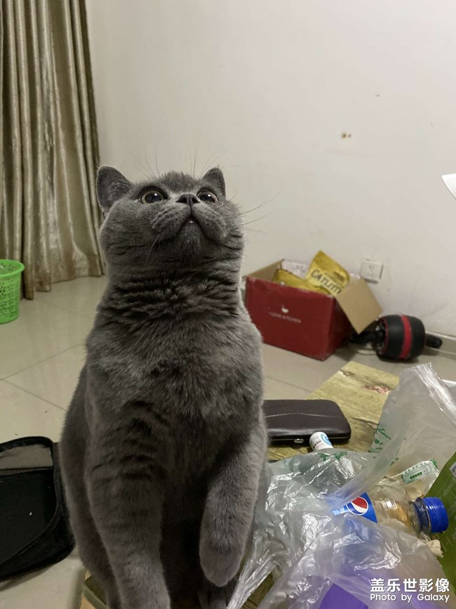 肥仔富貴茍
