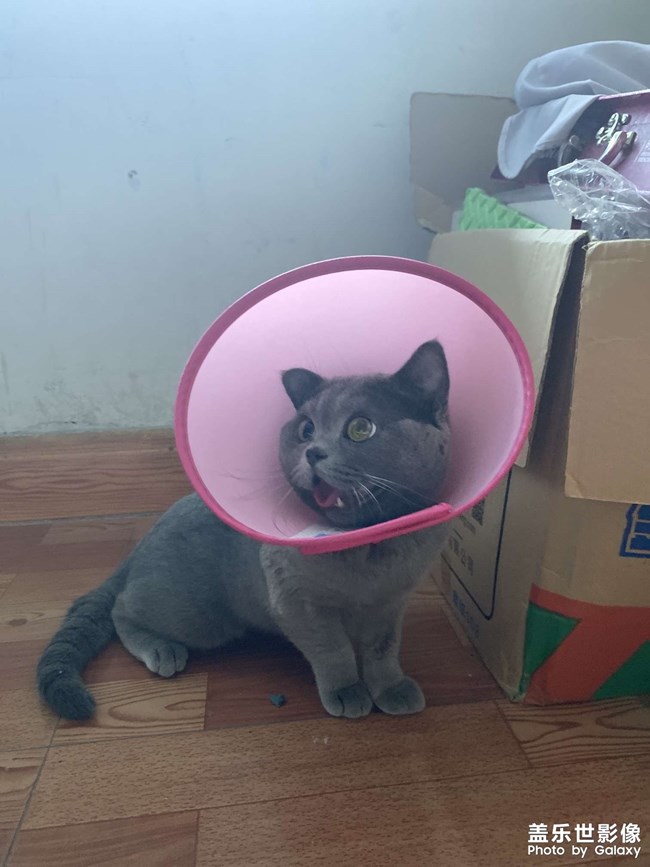 肥仔富貴茍