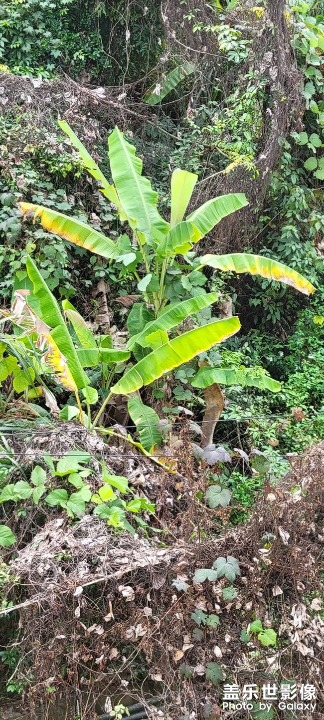 24號沒更新。