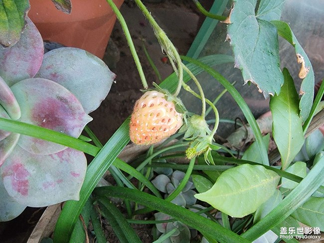 自己養(yǎng)的草莓快熟了