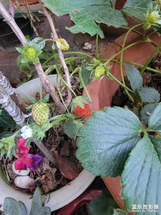 自己養(yǎng)的草莓快熟了