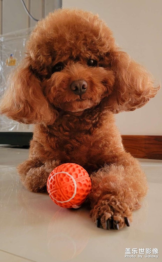 我家萌萌噠小神獸