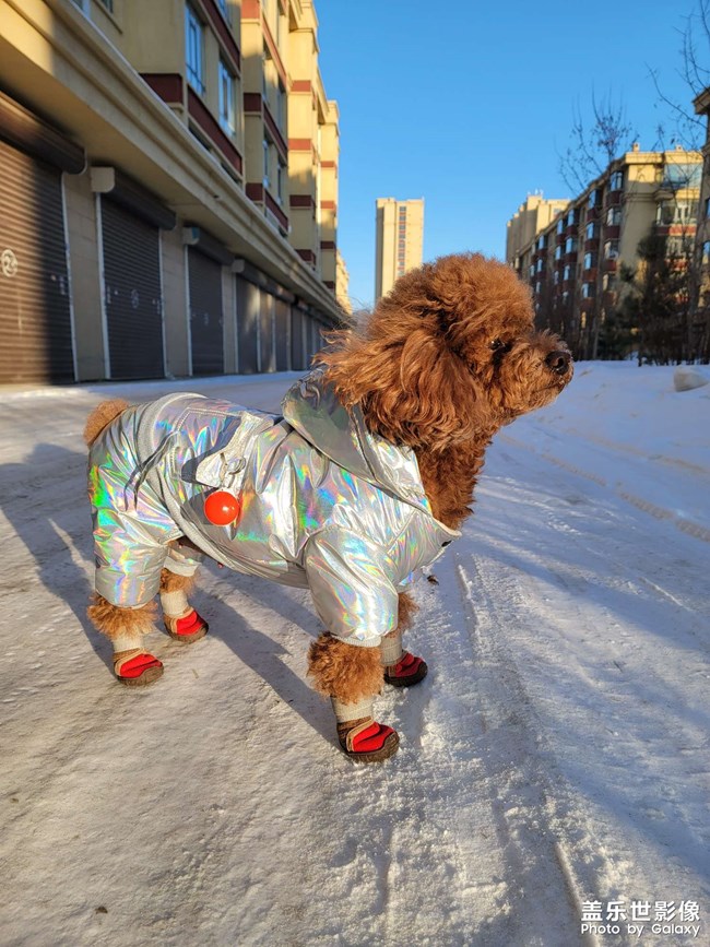 我家萌萌噠小神獸