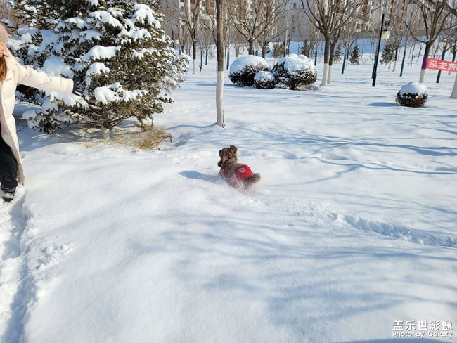 雪中隨拍