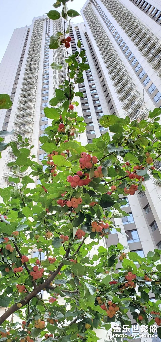 盛夏的果實