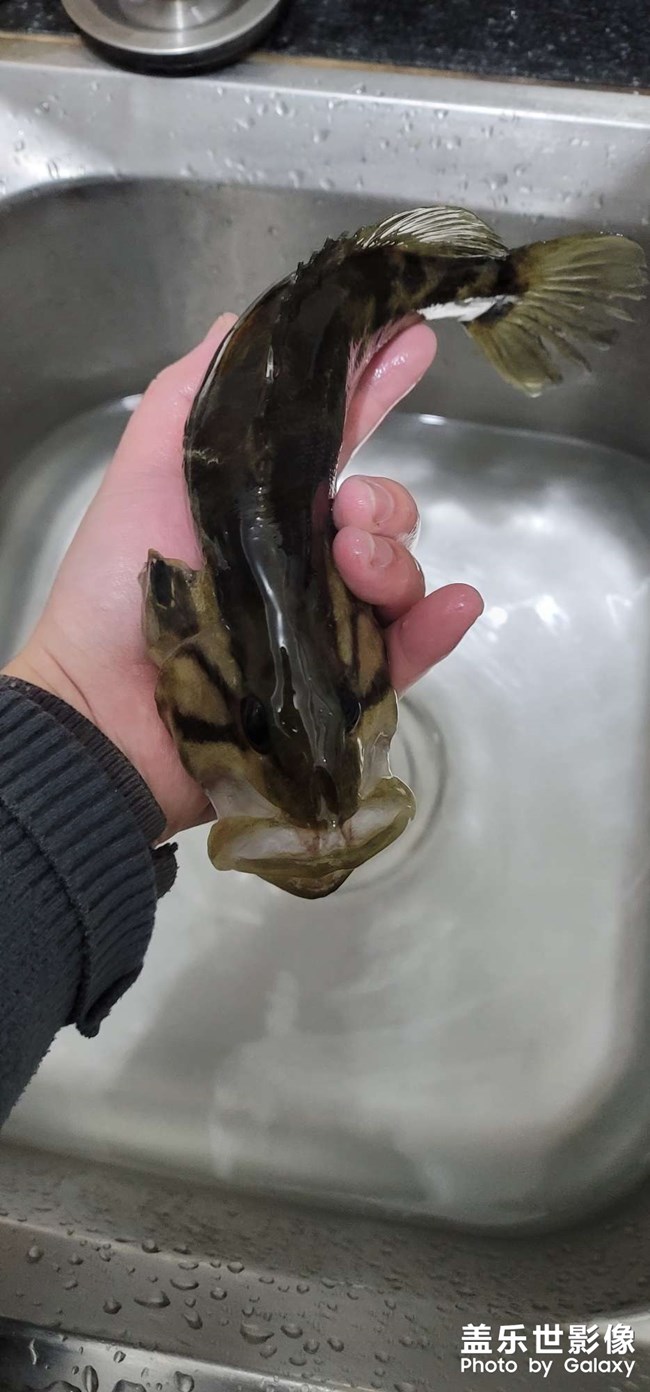 淡水中的魚中勞斯萊斯