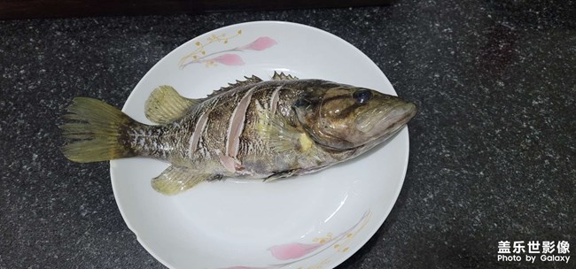 淡水中的魚中勞斯萊斯