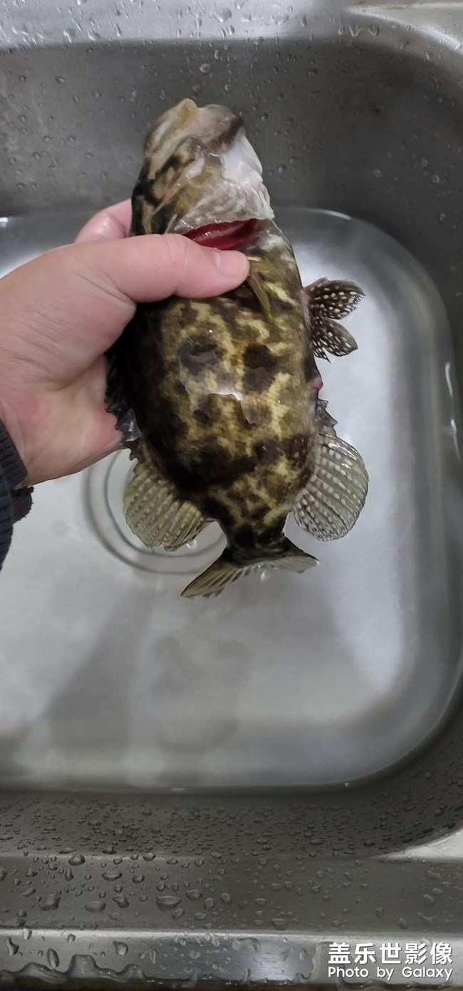 淡水中的魚中勞斯萊斯