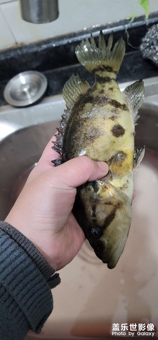 淡水中的魚中勞斯萊斯