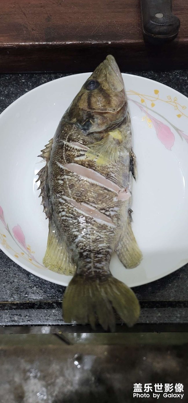 淡水中的魚中勞斯萊斯