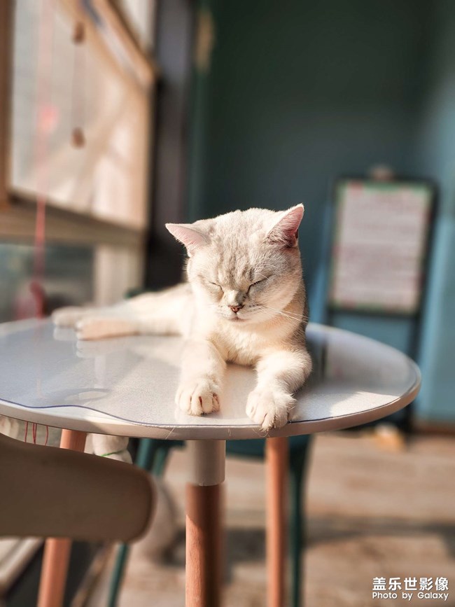 貓咖擼貓