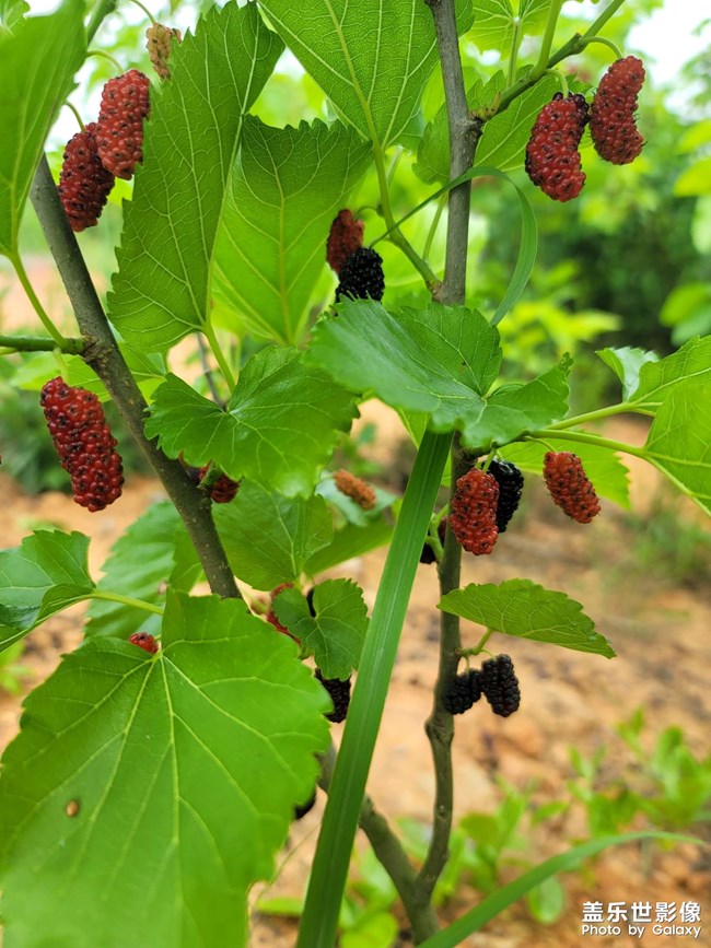 桑椹是個好東西