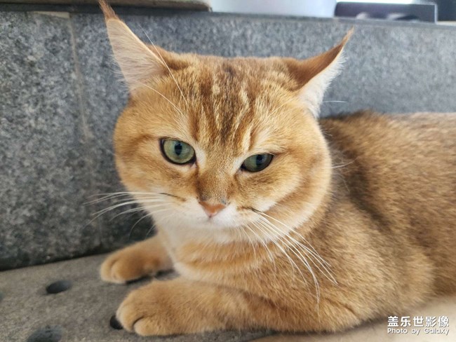 貓咪