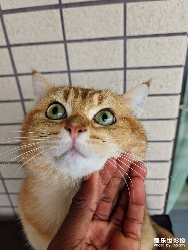 貓咪