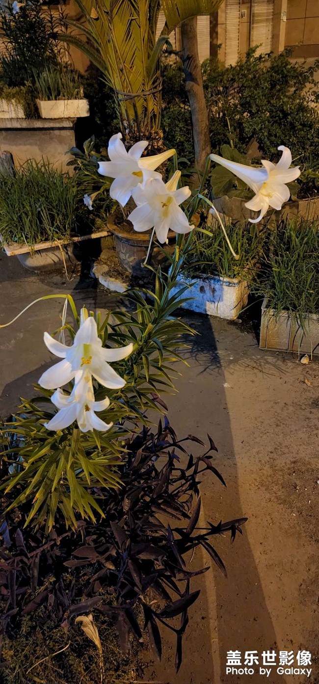 昨晚隨手拍的百合花