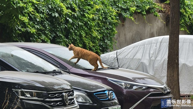 車上的貓貓