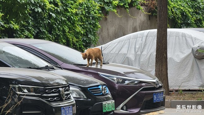 車上的貓貓