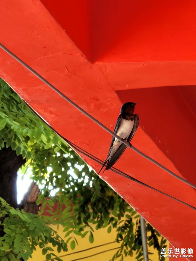 下鄉(xiāng)宣傳政策偶遇小燕子哈哈哈