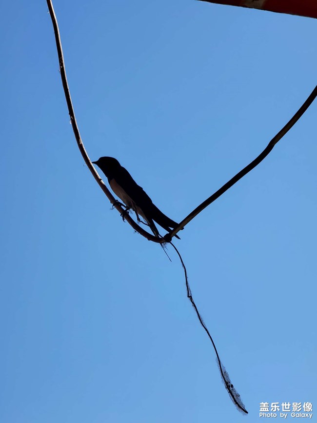 下鄉(xiāng)宣傳政策偶遇小燕子哈哈哈