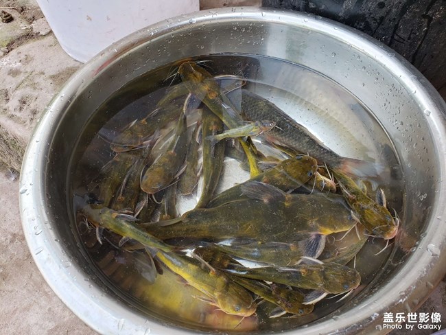 河里徒手抓魚！第一次抓這種魚，沒想到還收獲頗豐。