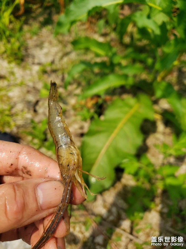 河里徒手抓魚！第一次抓這種魚，沒想到還收獲頗豐。