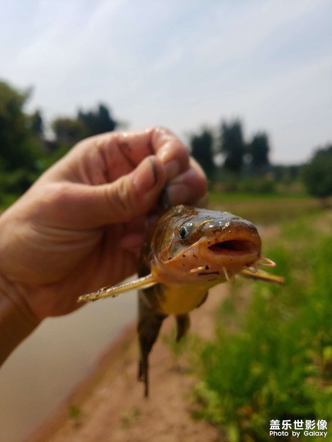 河里徒手抓魚！第一次抓這種魚，沒想到還收獲頗豐。