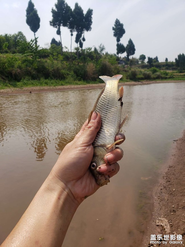 河里徒手抓魚！第一次抓這種魚，沒想到還收獲頗豐。