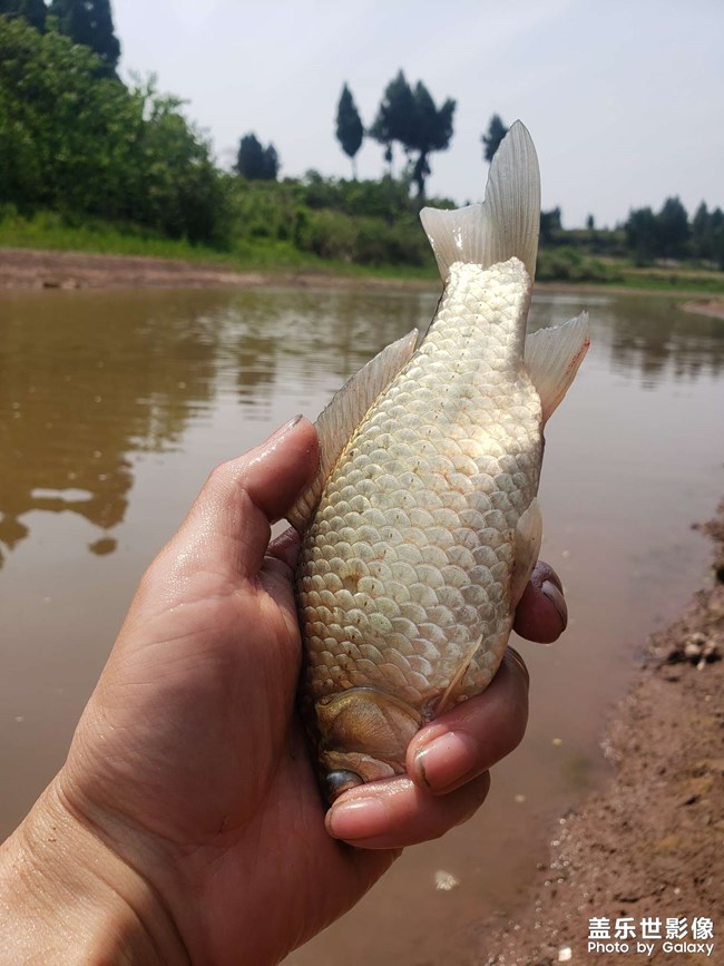 河里徒手抓魚！第一次抓這種魚，沒想到還收獲頗豐。