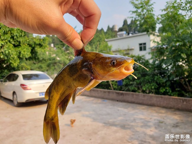 河里徒手抓魚！第一次抓這種魚，沒想到還收獲頗豐。