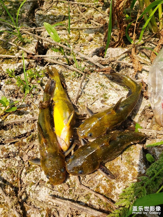 河里徒手抓魚！第一次抓這種魚，沒想到還收獲頗豐。