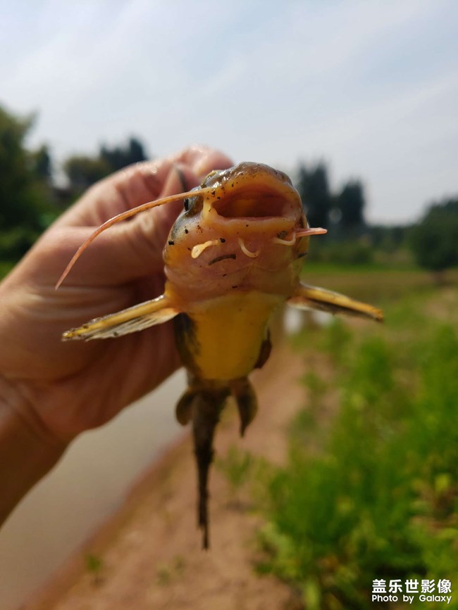 河里徒手抓魚！第一次抓這種魚，沒想到還收獲頗豐。