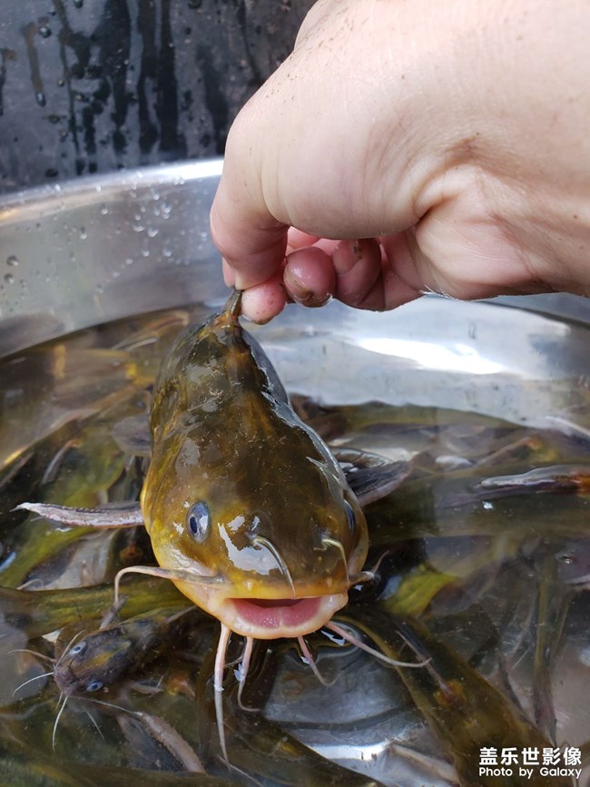 河里徒手抓魚！第一次抓這種魚，沒想到還收獲頗豐。