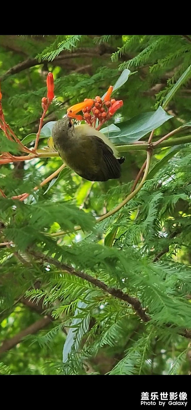 花叢中的鳥(niǎo)語(yǔ)