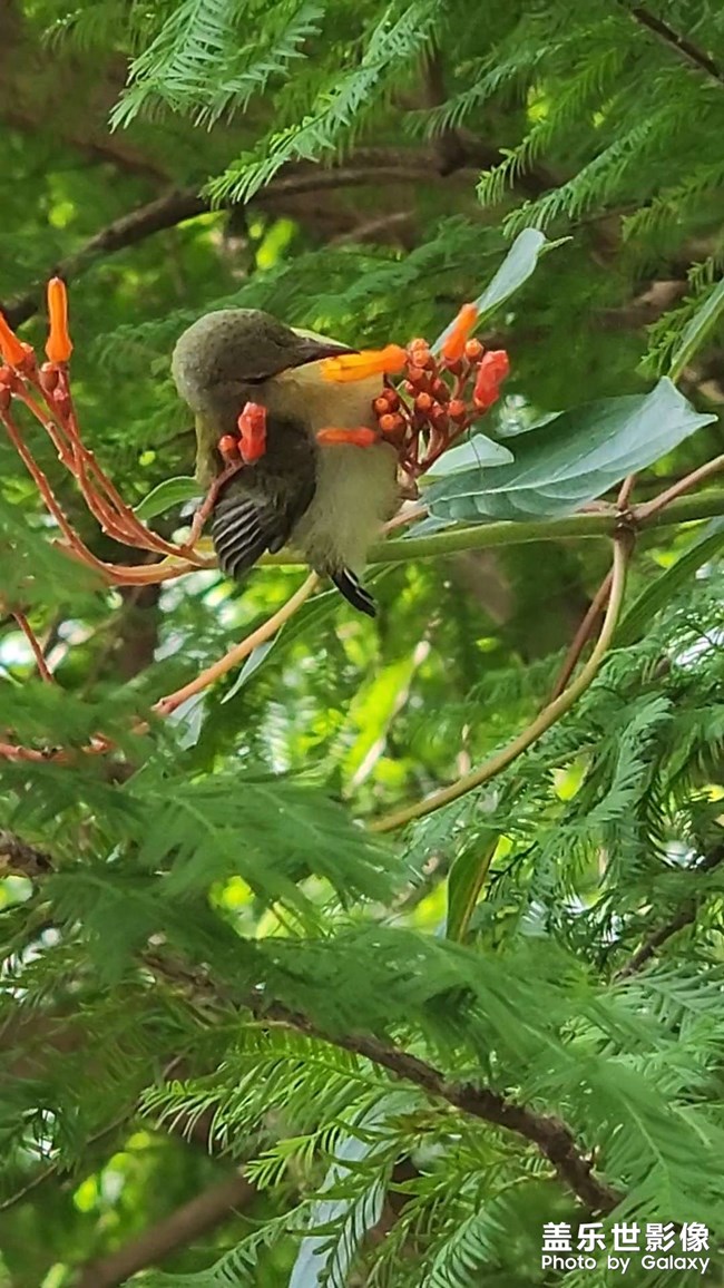 花叢中的鳥(niǎo)語(yǔ)