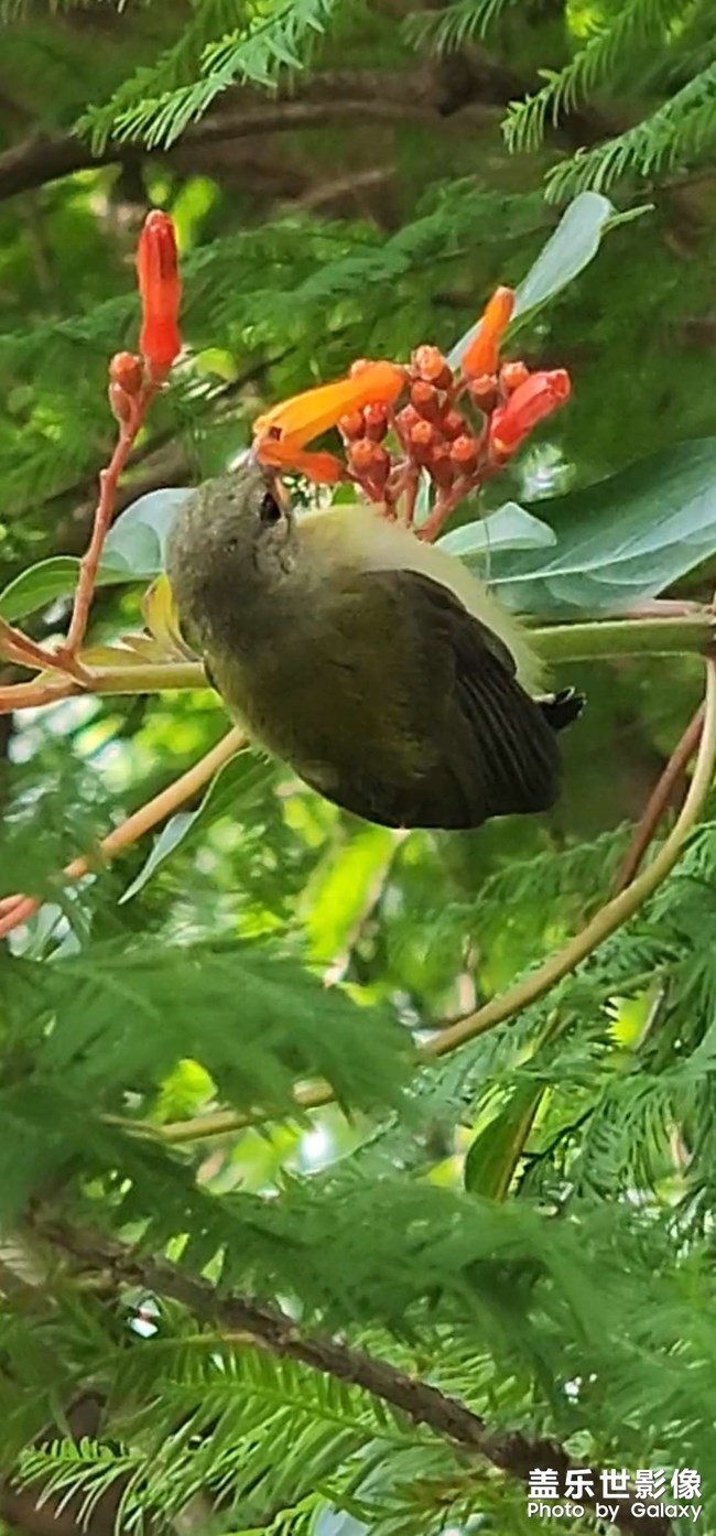 花叢中的鳥(niǎo)語(yǔ)