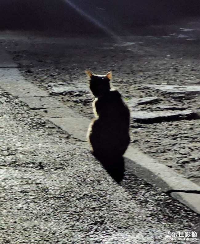 貓