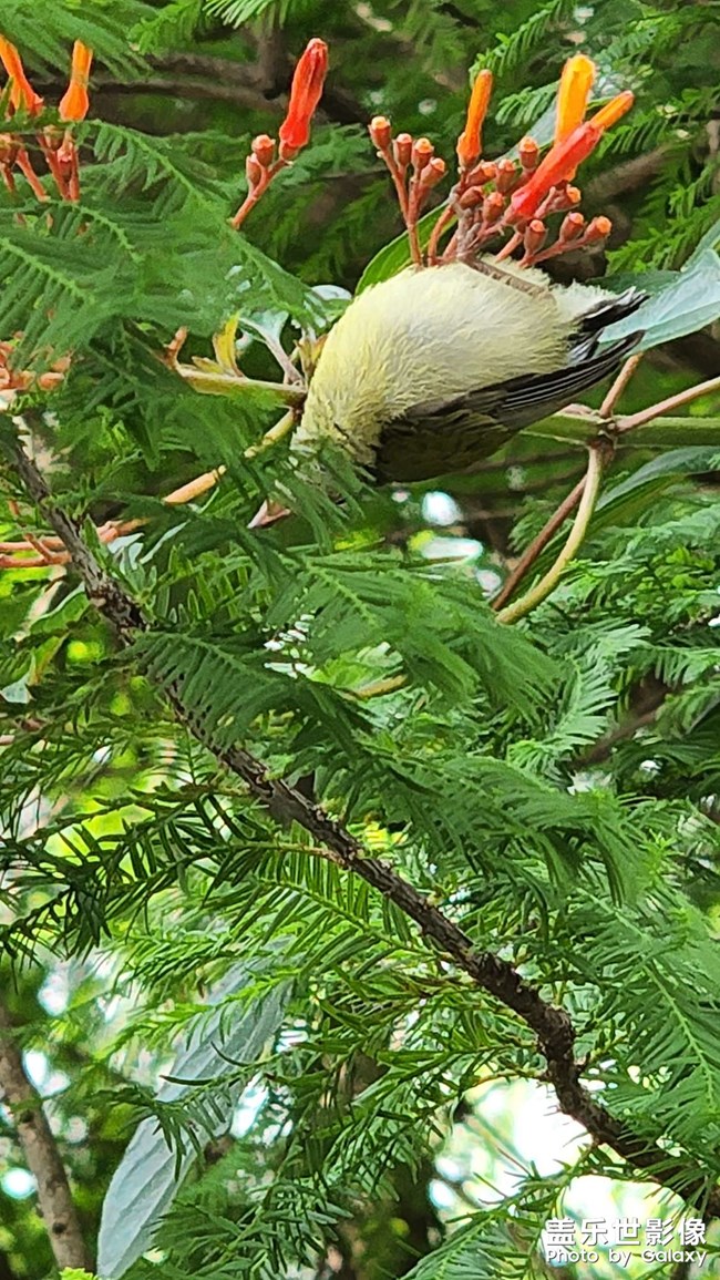 花叢中的鳥(niǎo)語(yǔ)