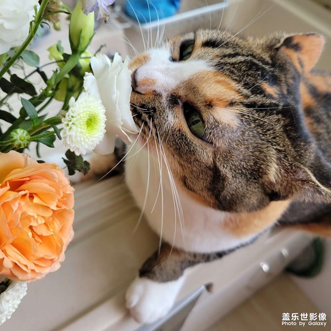 幸幸，之，三花與花