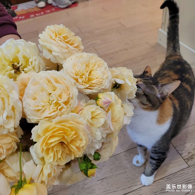 幸幸，之，三花與花