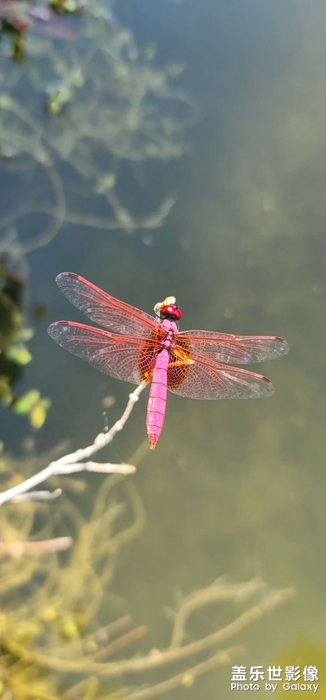 紅蜻蜓