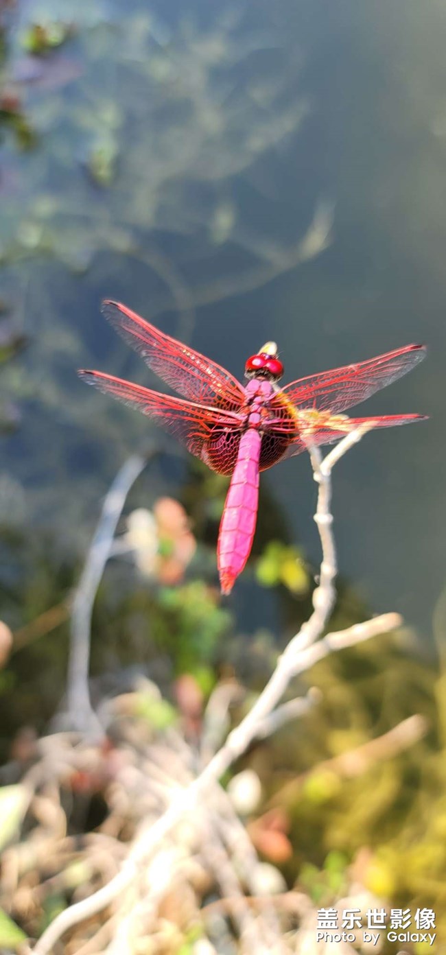 紅蜻蜓