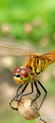 【我的夏天】+小精靈