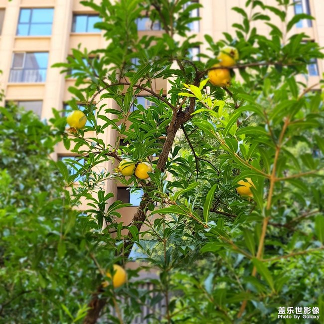 小院子的石榴樹